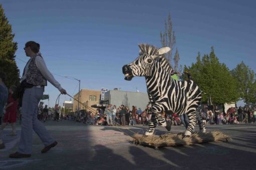 The beautiful new zebra
